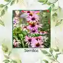 4.000 Semillas Orgánicas De Flor Equinácea Púrpura