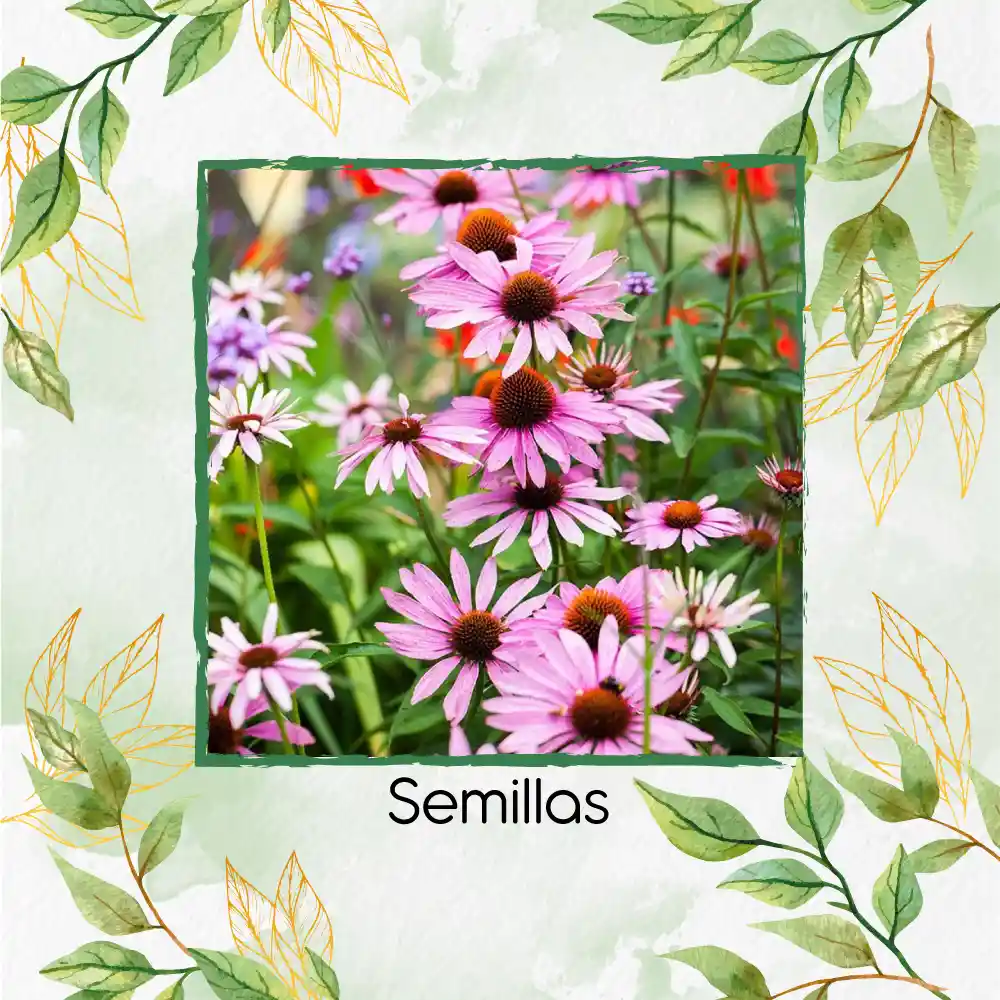 4.000 Semillas Orgánicas De Flor Equinácea Púrpura