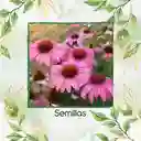 4.000 Semillas Orgánicas De Flor Equinácea Púrpura