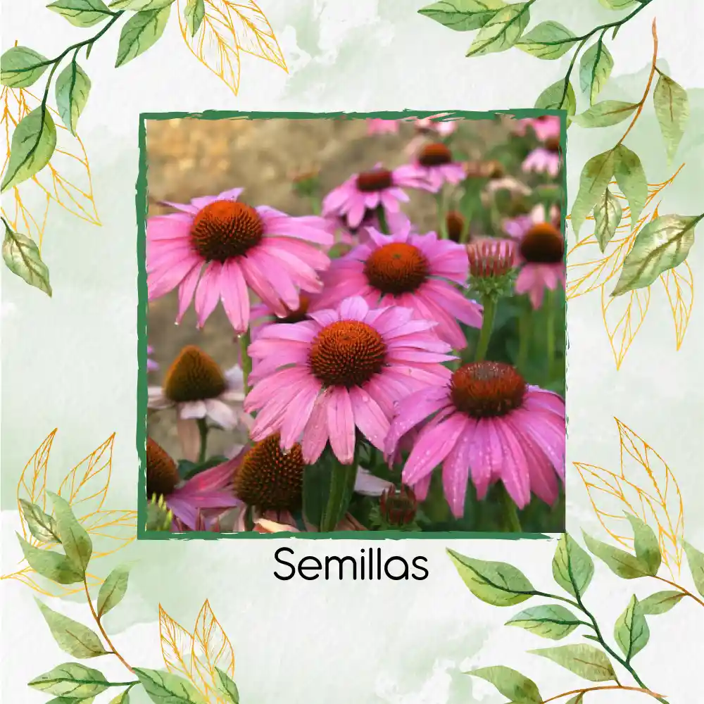 8.000 Semillas Orgánicas De Flor Equinácea Púrpura