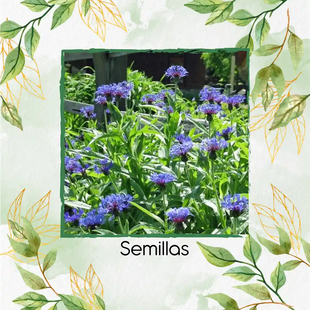 50 Semillas Orgánicas De Flor Botones De Soltero Azules