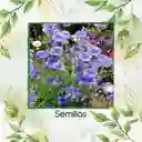 200 Semillas Orgánicas De Flor Botones De Soltero Azules