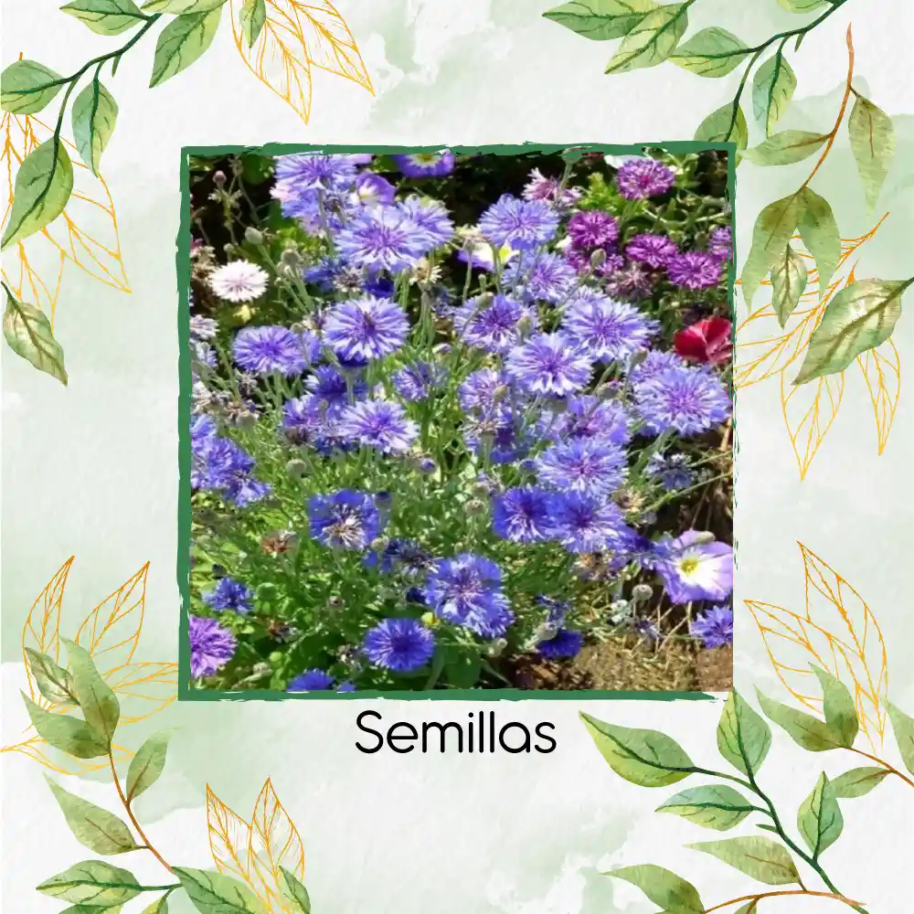 200 Semillas Orgánicas De Flor Botones De Soltero Azules