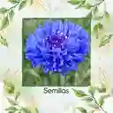 200 Semillas Orgánicas De Flor Botones De Soltero Azules