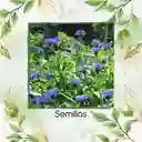 4.000 Semillas Orgánicas De Flor Botones De Soltero Azules