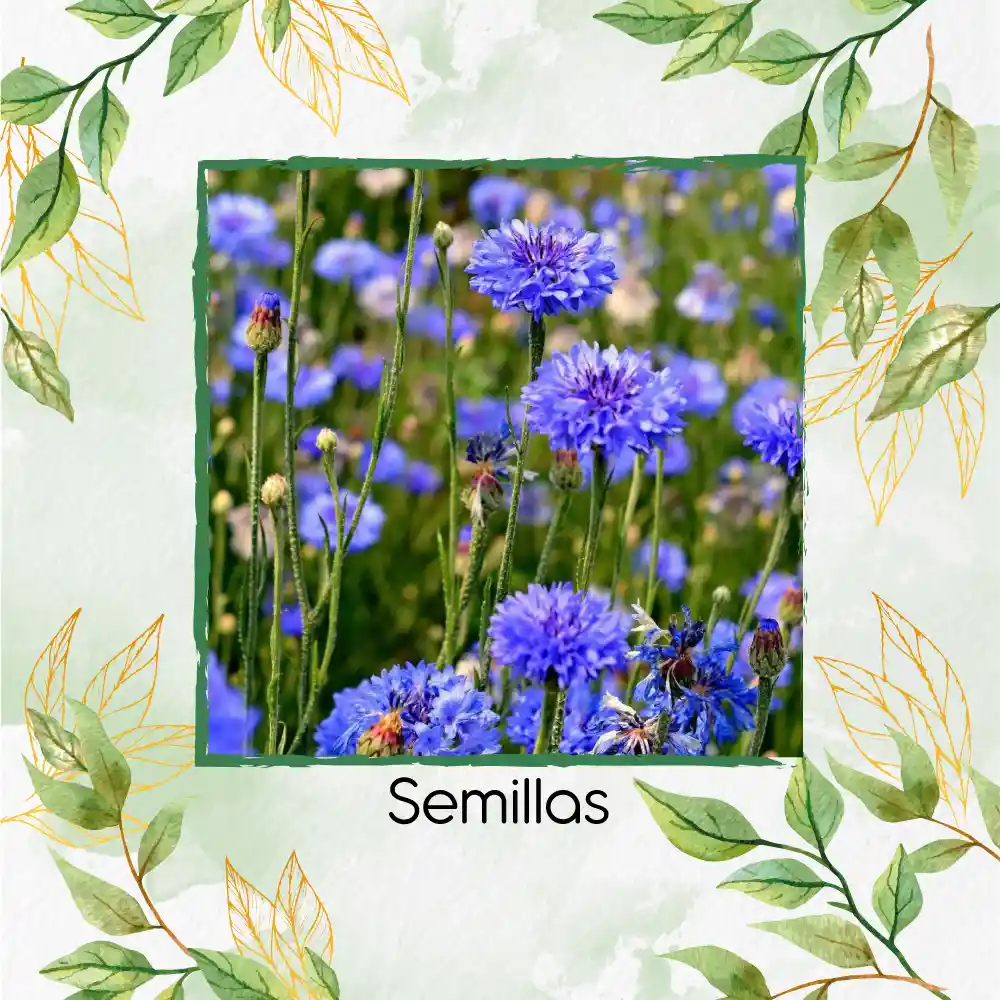 4.000 Semillas Orgánicas De Flor Botones De Soltero Azules