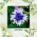 100 Semillas Orgánicas De Flor Botones De Soltero Mezcla