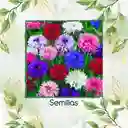 100 Semillas Orgánicas De Flor Botones De Soltero Mezcla