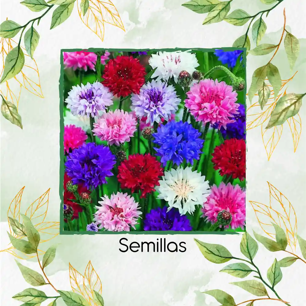 400 Semillas Orgánicas De Flor Botones De Soltero Mezcla