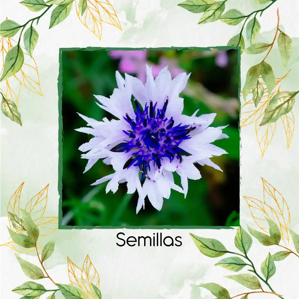 4.000 Semillas Orgánicas De Flor Botones De Soltero Mezcla