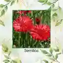 4.000 Semillas Orgánicas De Flor Botones De Soltero Mezcla