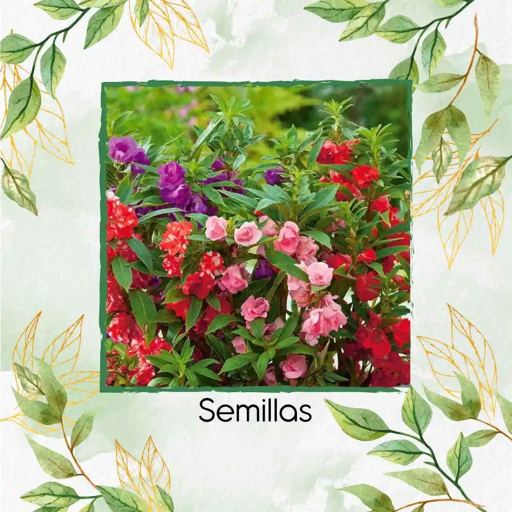 20 Semillas Orgánicas Flor De Bálsamo