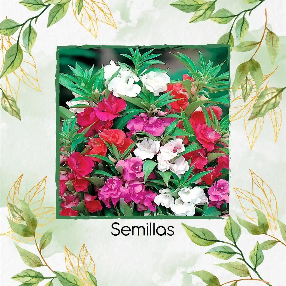 20 Semillas Orgánicas Flor De Bálsamo