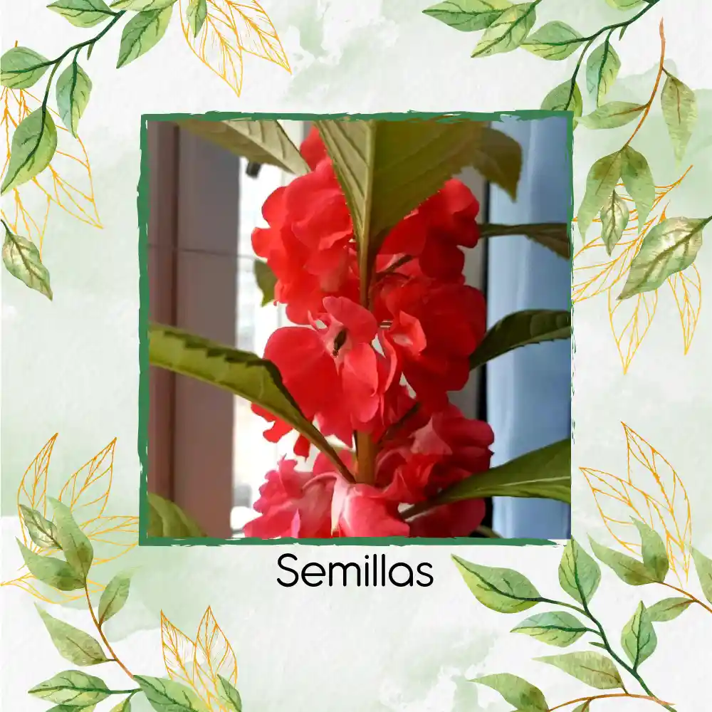 400 Semillas Orgánicas Flor De Bálsamo