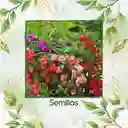 400 Semillas Orgánicas Flor De Bálsamo