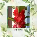 800 Semillas Orgánicas Flor De Bálsamo