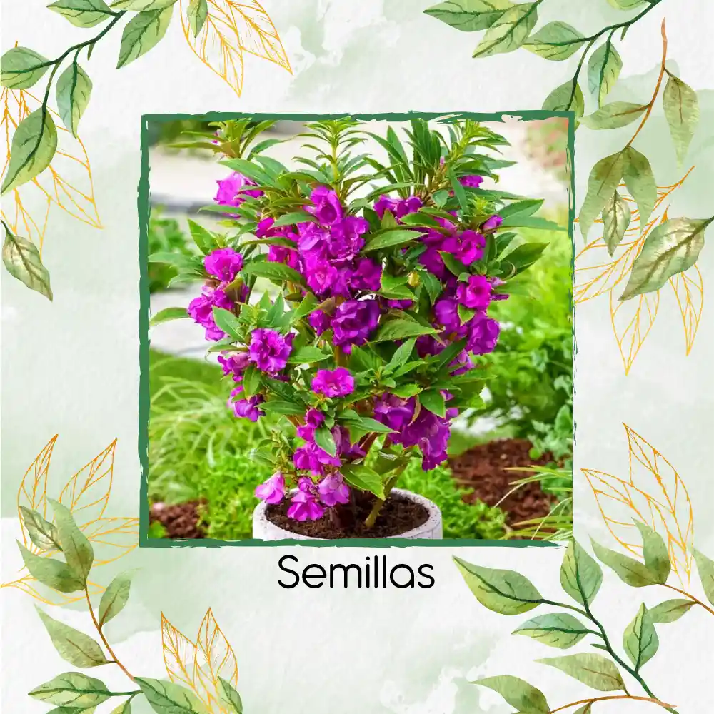 800 Semillas Orgánicas Flor De Bálsamo