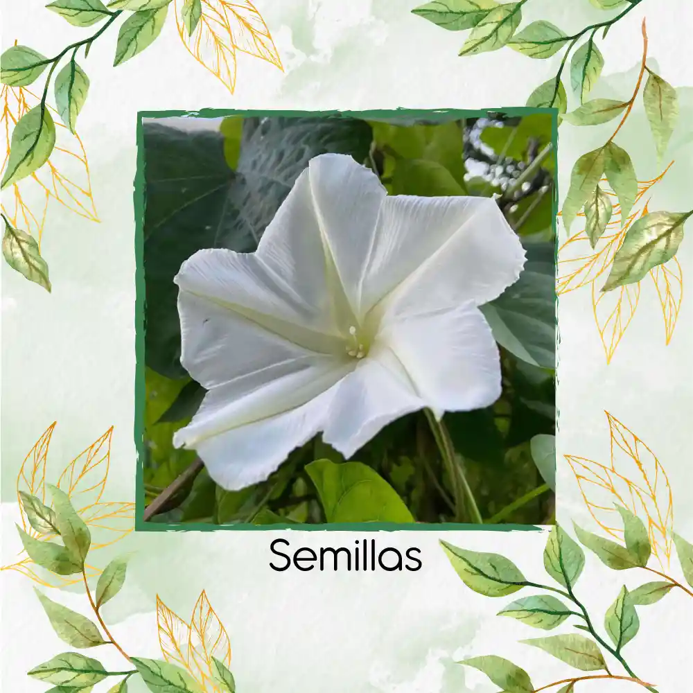 100 Semillas Orgánicas De Flor De Luna