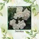 100 Semillas Orgánicas De Flor De Luna