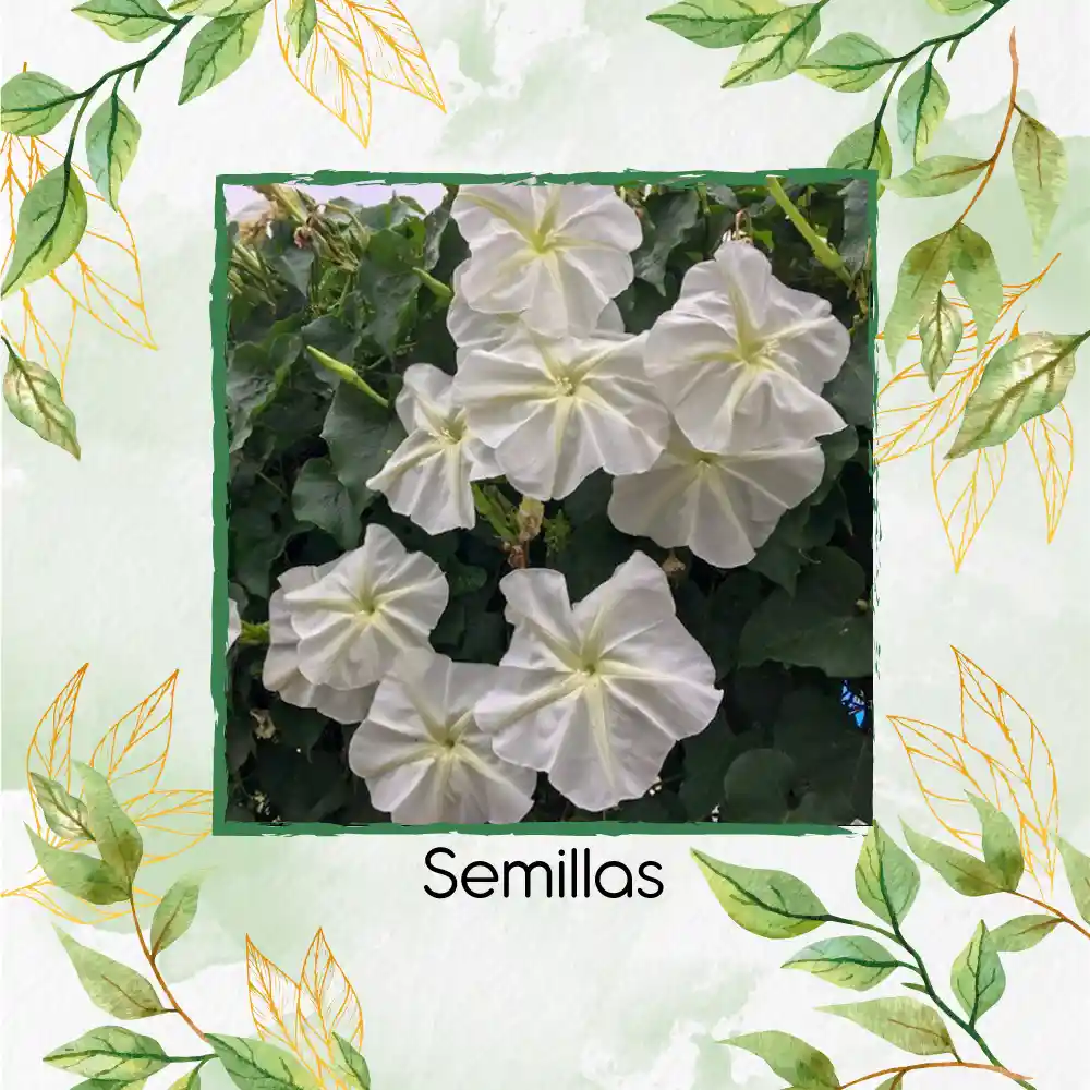 100 Semillas Orgánicas De Flor De Luna