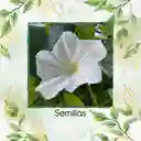 400 Semillas Orgánicas De Flor De Luna