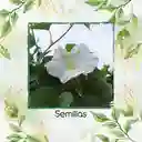 2.000 Semillas Orgánicas De Flor De Luna