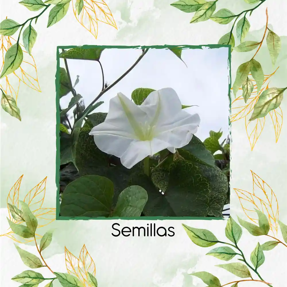 2.000 Semillas Orgánicas De Flor De Luna