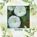 2.000 Semillas Orgánicas De Flor De Luna