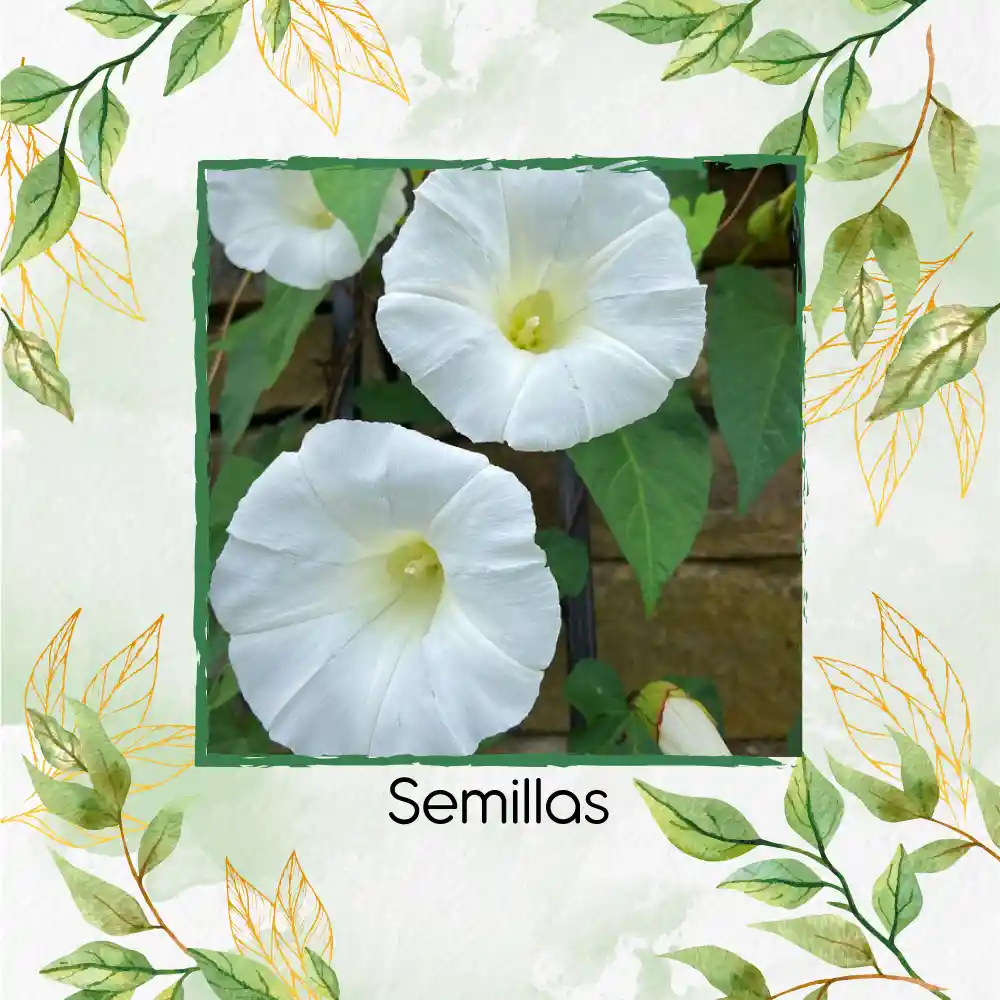 2.000 Semillas Orgánicas De Flor De Luna