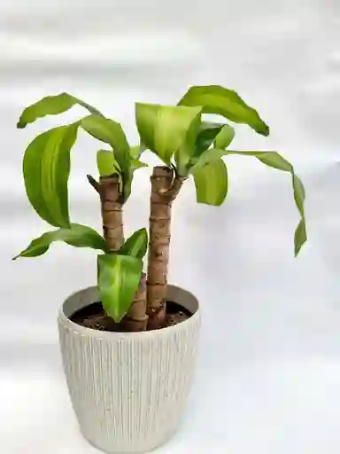 Tronco De Brasil X3 + Maceta Toscana