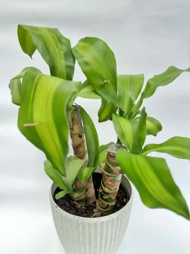 Tronco De Brasil X3 + Maceta Toscana