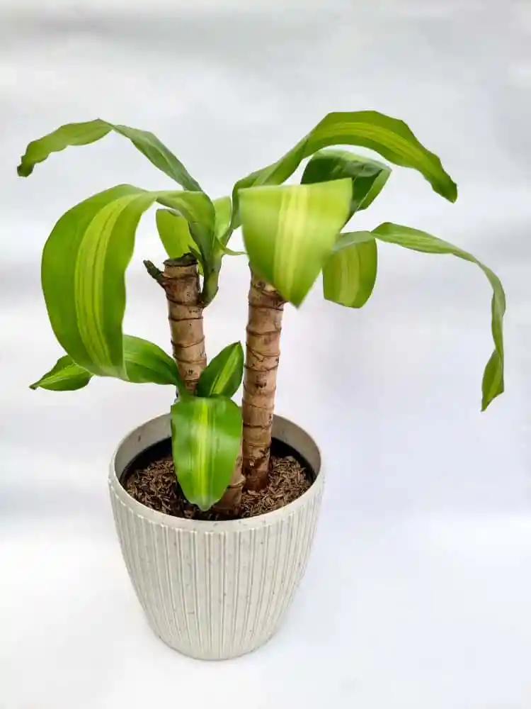 Tronco De Brasil X3 + Maceta Toscana