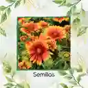 25 Semillas Orgánicas De Flor Manta India