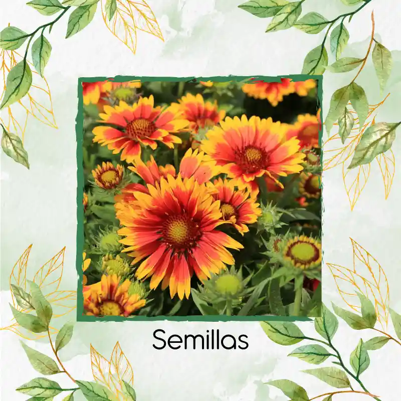 50 Semillas Orgánicas De Flor Manta India