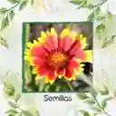 50 Semillas Orgánicas De Flor Manta India