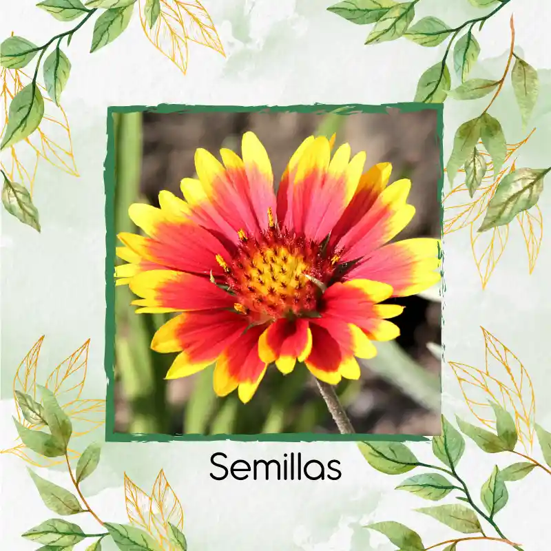 50 Semillas Orgánicas De Flor Manta India