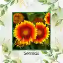 100 Semillas Orgánicas De Flor Manta India