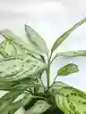 Aglaonema Plateada + Maceta Toscana