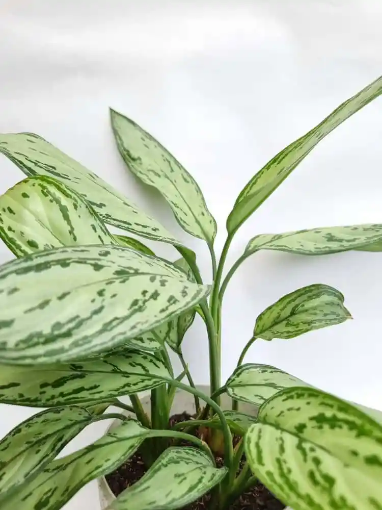Aglaonema Plateada + Maceta Toscana