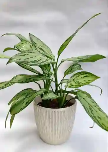 Aglaonema Plateada + Maceta Toscana