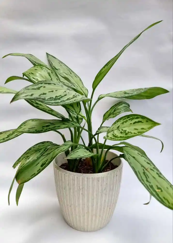 Aglaonema Plateada + Maceta Toscana