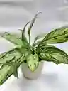 Aglaonema Plateada + Maceta Toscana