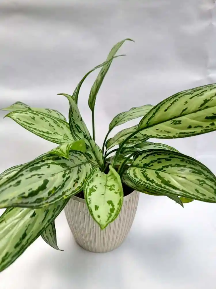 Aglaonema Plateada + Maceta Toscana