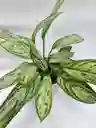 Aglaonema Plateada + Maceta Toscana
