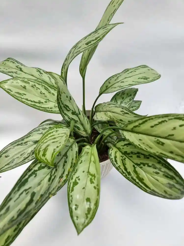 Aglaonema Plateada + Maceta Toscana