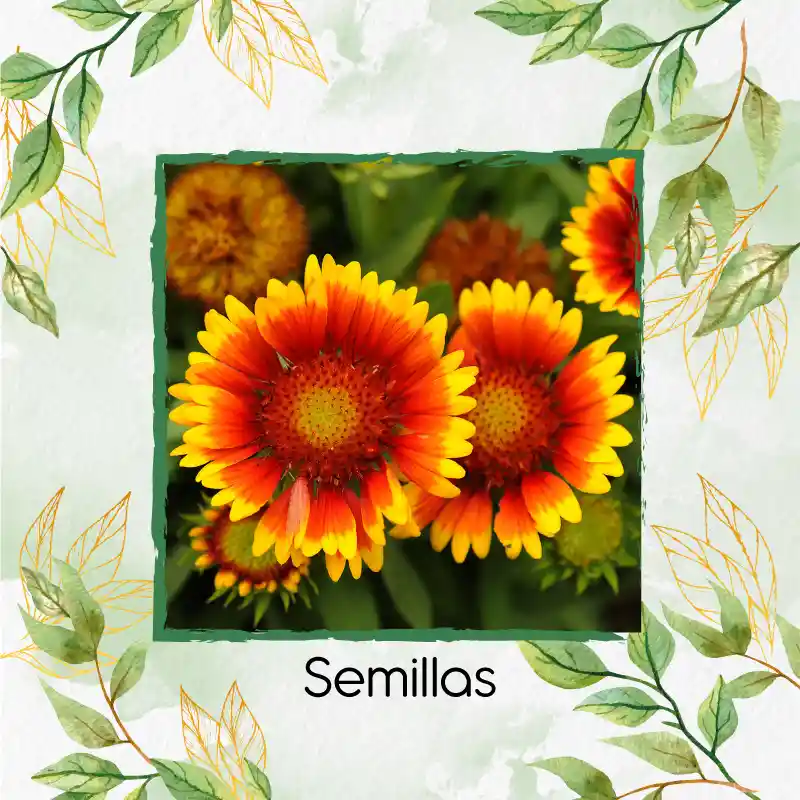 2.000 Semillas Orgánicas De Flor Manta India