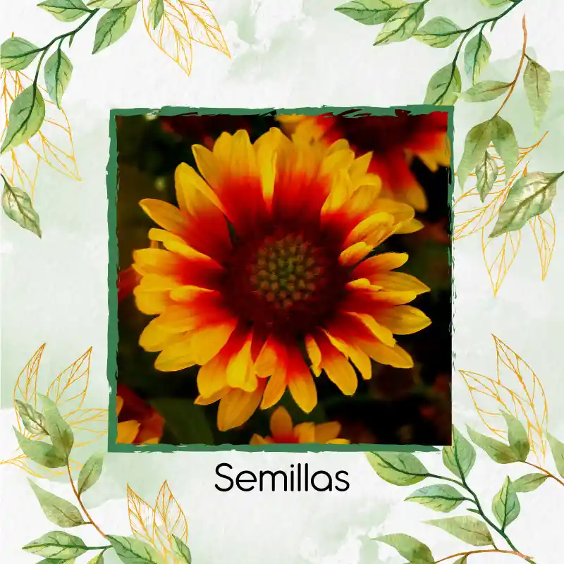 2.000 Semillas Orgánicas De Flor Manta India