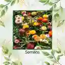 160 Semillas Orgánicas Flor De Paja Doble Alta