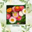 320 Semillas Orgánicas Flor De Paja Doble Alta