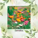 320 Semillas Orgánicas Flor De Paja Doble Alta